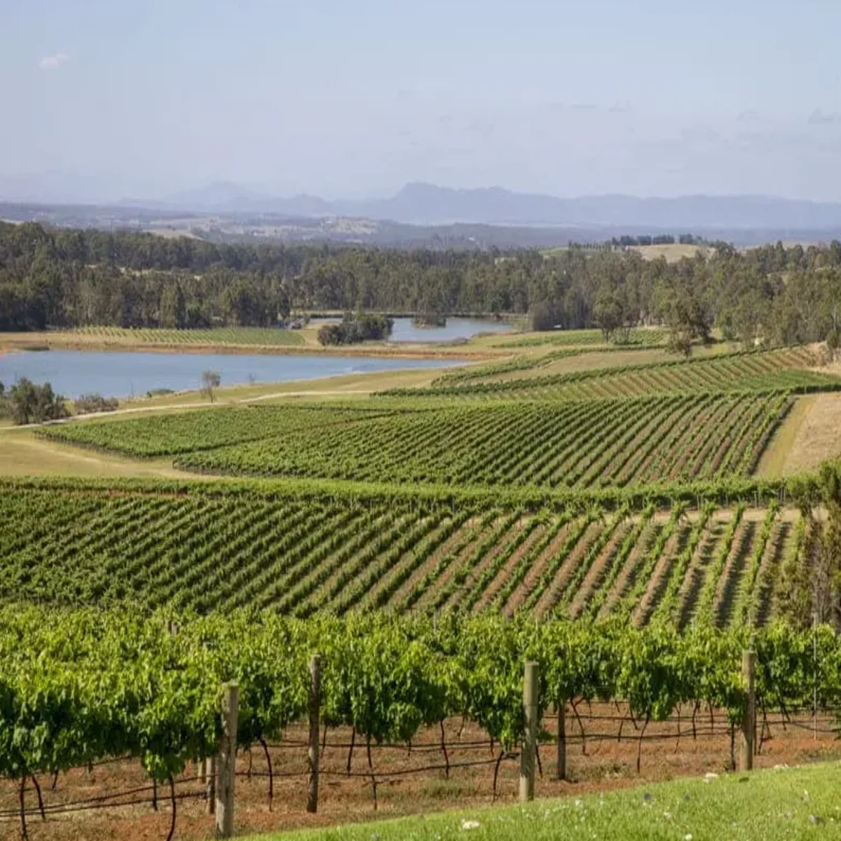 Hunter Valley Tours from Sydney