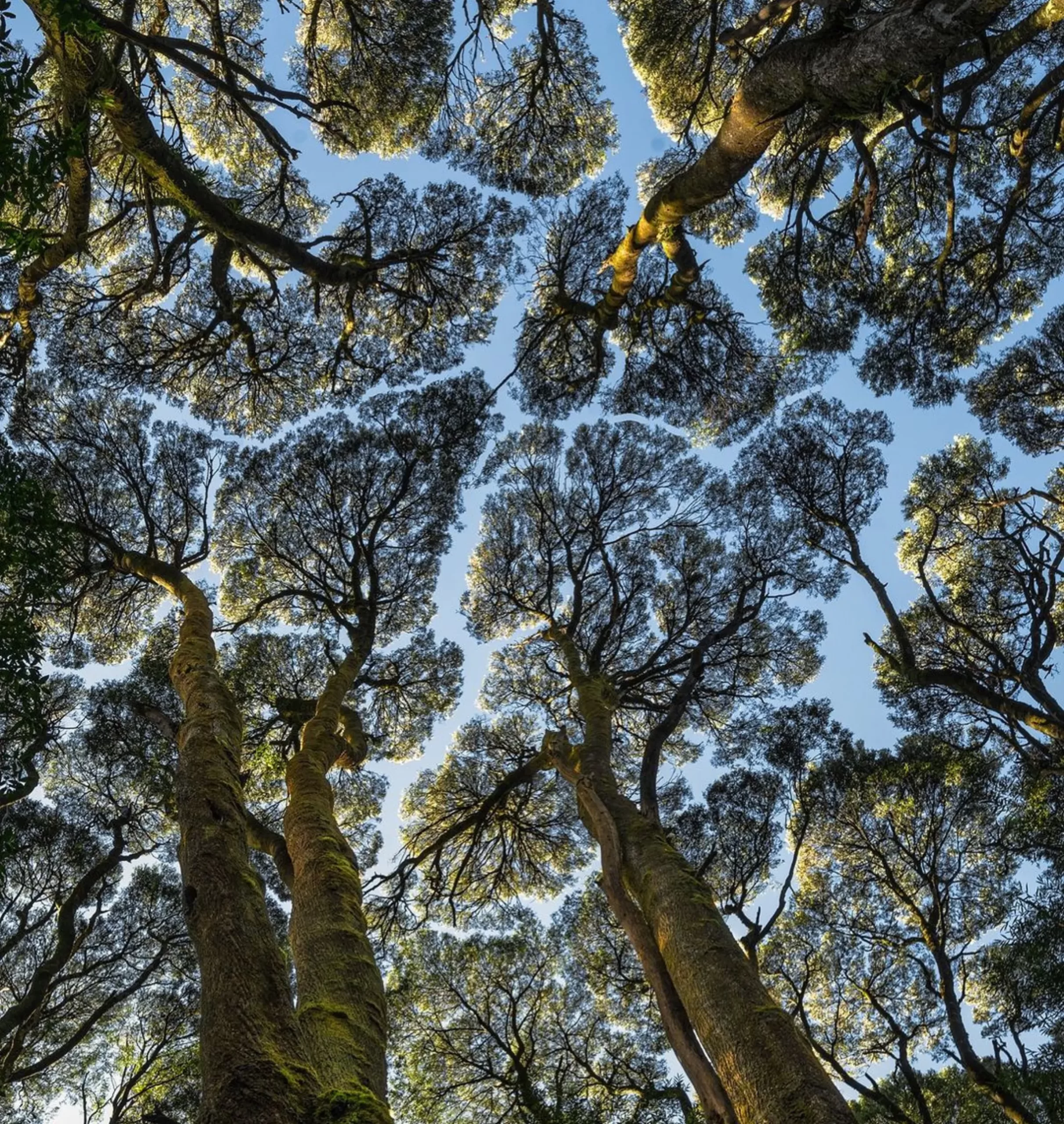 Otway National Park