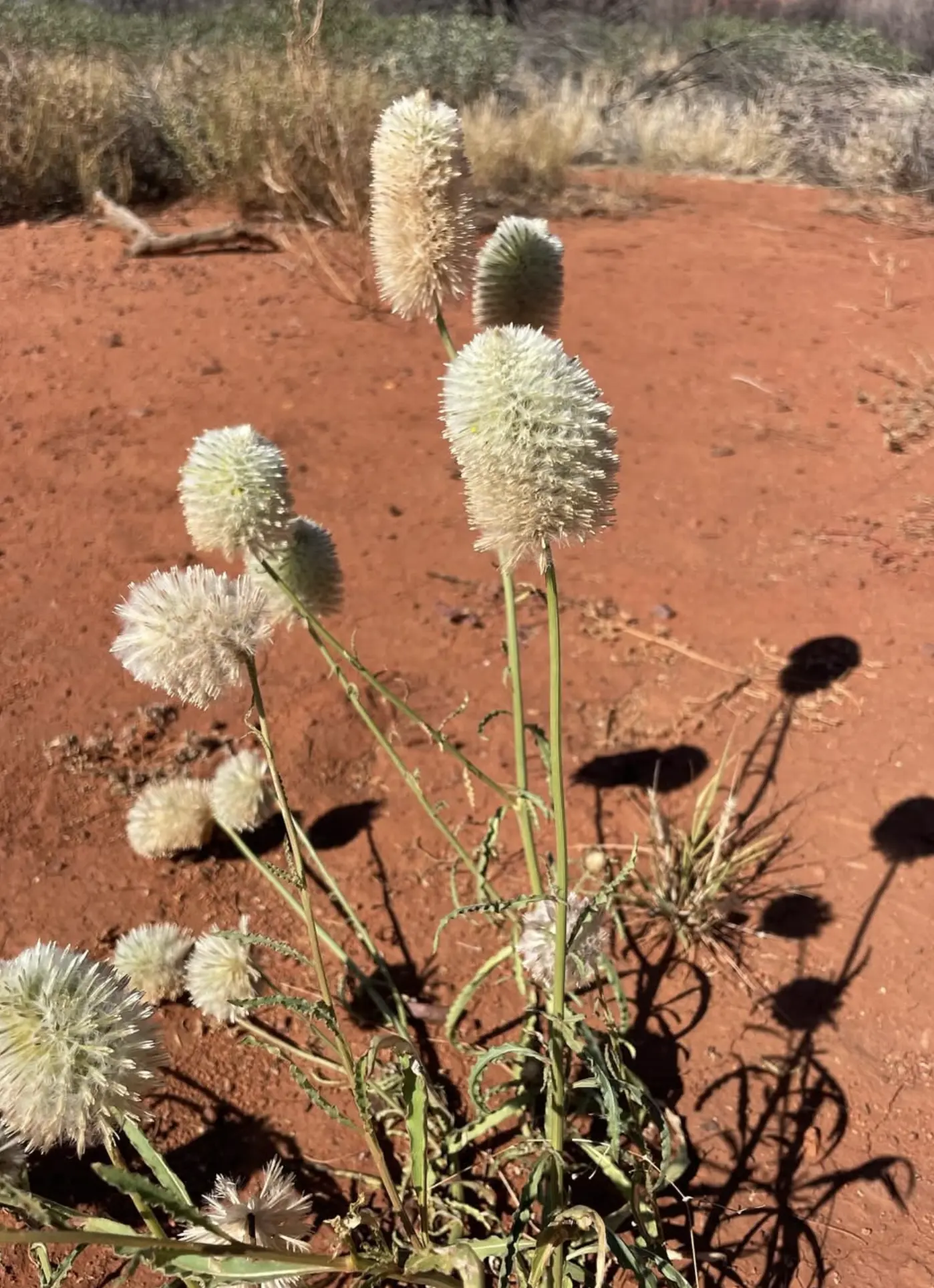 West MacDonnell Ranges